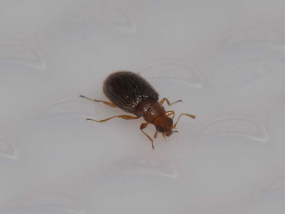 Latridiidae? Sì, Melanophthalma cfr. distinguenda